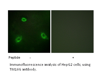 Product image for TM16G Antibody