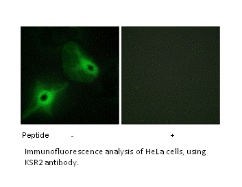 Product image for KSR2 Antibody