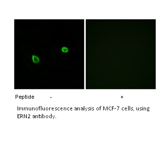 Product image for ERN2 Antibody