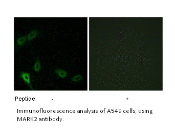 Product image for MARK2 Antibody