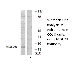 Product image for MOL2B Antibody