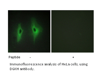 Product image for DGKH Antibody