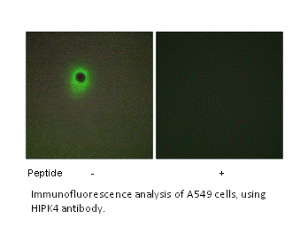 Product image for HIPK4 Antibody