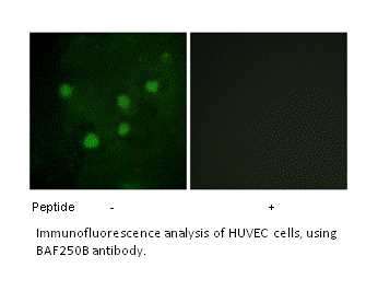 Product image for BAF250B Antibody