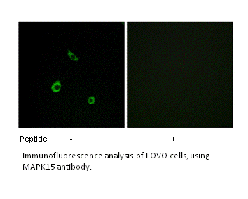 Product image for MAPK15 Antibody