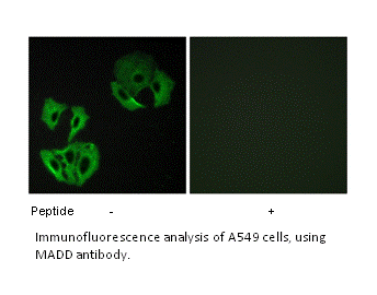 Product image for MADD Antibody