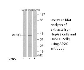 Product image for AP2C Antibody