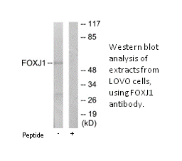 Product image for FOXJ1 Antibody