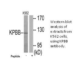 Product image for KPBB Antibody