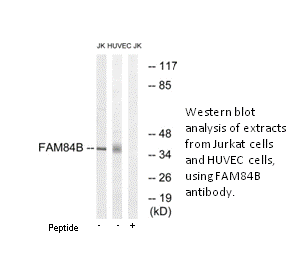 Product image for FAM84B Antibody