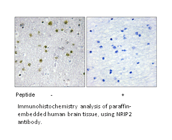 Product image for NRIP2 Antibody