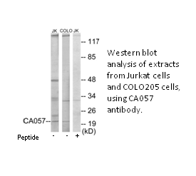 Product image for CA057 Antibody