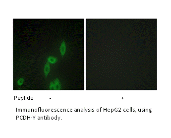 Product image for PCDH-Y Antibody