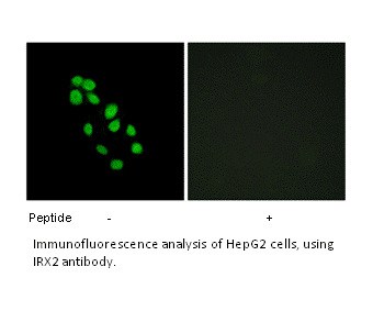 Product image for IRX2 Antibody