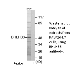 Product image for BHLHB3 Antibody