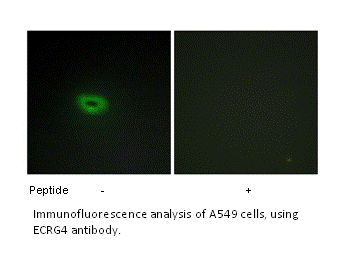 Product image for ECRG4 Antibody