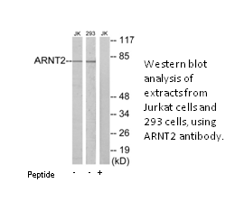 Product image for ARNT2 Antibody