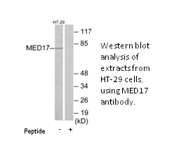 Product image for MED17 Antibody