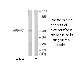 Product image for ARMX1 Antibody