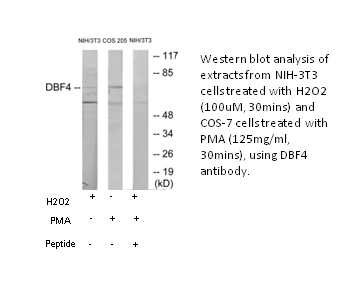 Product image for DBF4 Antibody