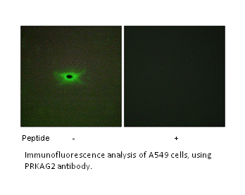 Product image for PRKAG2 Antibody