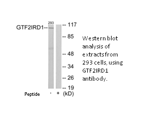 Product image for GTF2IRD1 Antibody