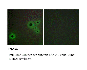 Product image for MED23 Antibody