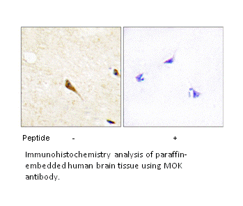 Product image for MOK Antibody