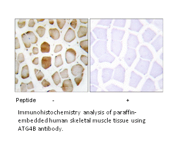 Product image for ATG4B Antibody