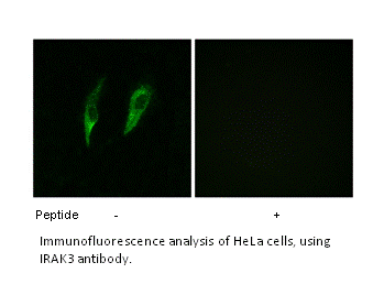 Product image for IRAK3 Antibody