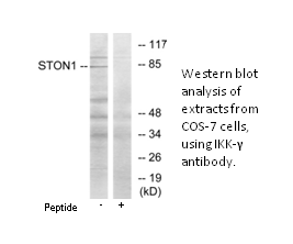 Product image for STON1 Antibody