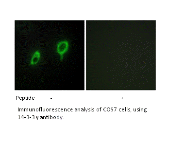 Product image for 14-3-3 &gamma; Antibody