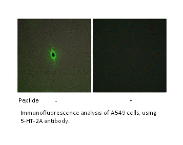 Product image for 5-HT-2A Antibody