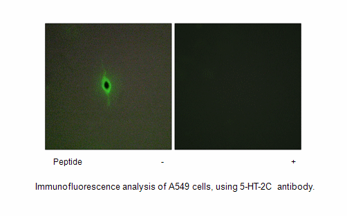 Product image for 5-HT-2C Antibody