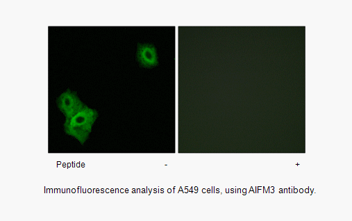 Product image for AIFM3 Antibody