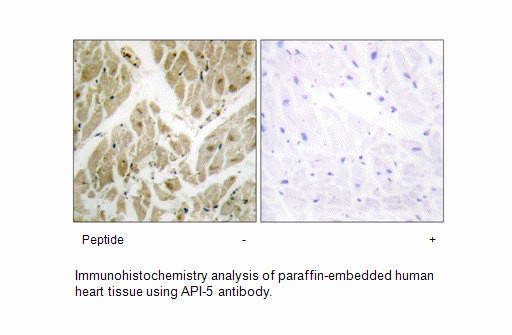 Product image for API-5 Antibody