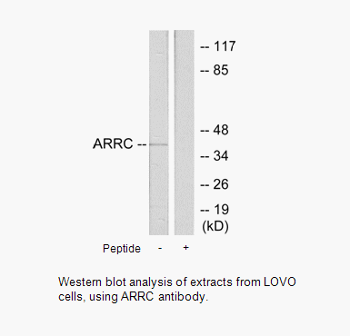 Product image for ARRC Antibody