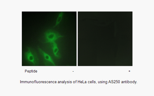 Product image for AS250 Antibody