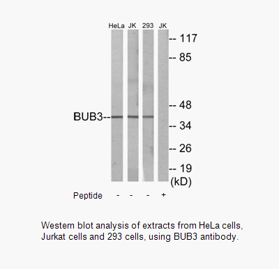 Product image for BUB3 Antibody