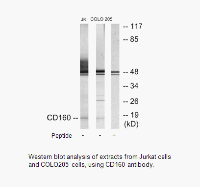 Product image for CD160 Antibody