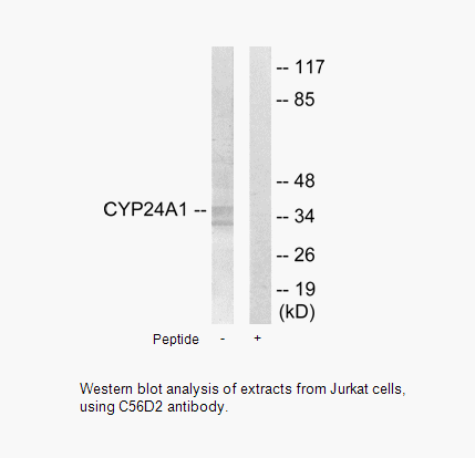 Product image for C56D2 Antibody