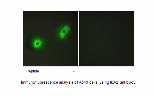 Product image for Ik3-2 Antibody