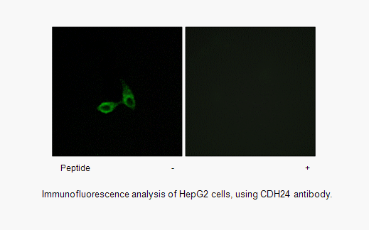 Product image for CDH24 Antibody