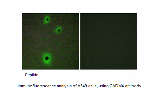 Product image for CADM4 Antibody