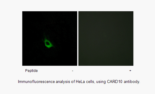 Product image for CARD10 Antibody