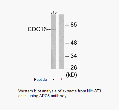 Product image for APC6 Antibody