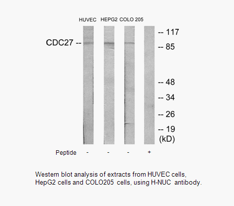 Product image for H-NUC Antibody