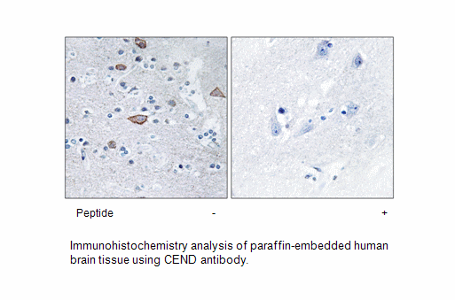 Product image for CEND Antibody