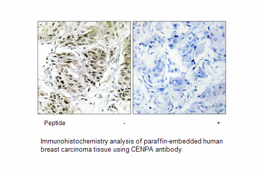 Product image for CENPA Antibody