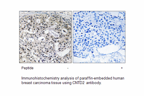 Product image for CNTD2 Antibody